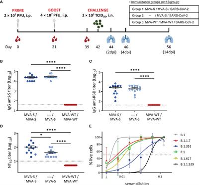 MVA-CoV2-S Vaccine Candidate Neutralizes Distinct Variants of Concern and Protects Against SARS-CoV-2 Infection in Hamsters